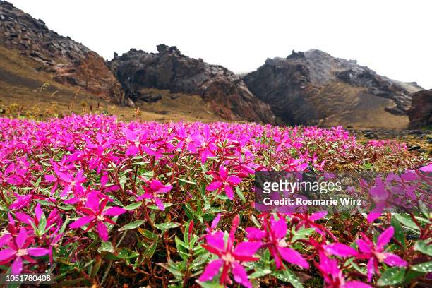 pink dwarf fireweed carpet in volcanic landscape - adelfilla enana fotografías e imágenes de stock
