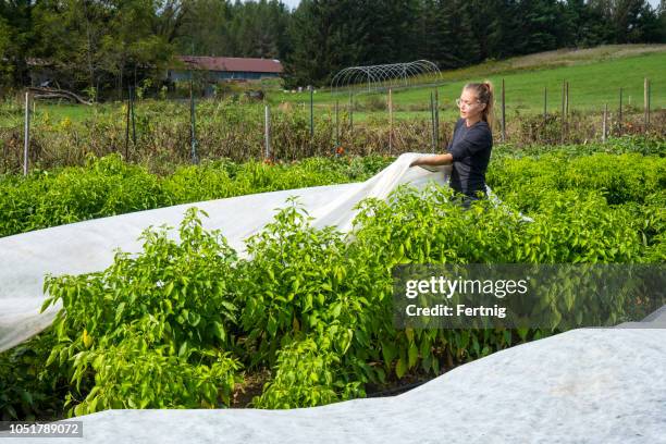 covering pepper plants with frost cover cloth on an organic farm - autumn frost stock pictures, royalty-free photos & images