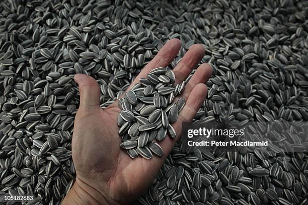 Visitor holds some seeds from Chinese Artist Ai Weiwei's Unilever Installation 'Sunflower Seeds' at The Tate Modern on October 11, 2010 in London,...