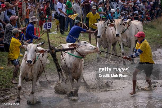 Trainers try to stop the two pairs of oxen which all kick their masters out of the race in the annual Bay Nui Ox Race during the Khmer Sene Dolta...