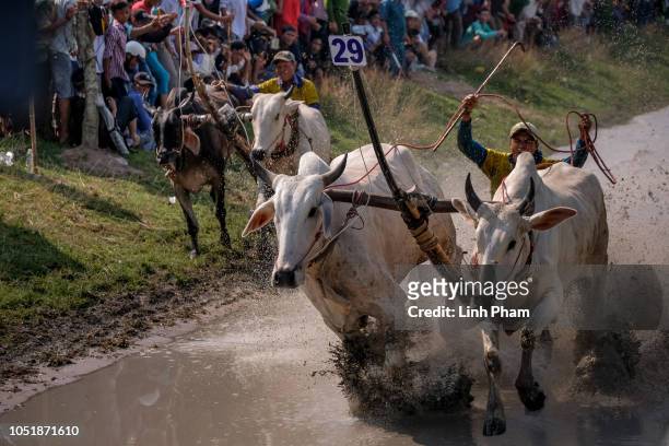 Competitors race in the annual Bay Nui Ox Race during the Khmer Sene Dolta Festival on October 8, 2018 in Vinh Trung Commune, Tinh Bien District, An...