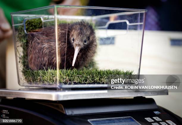This photograph shows a baby kiwi weighed at bird park Avifauna in Alphen aan de Rijn, The Netherlands, on October 11, 2018. - It is the first time...