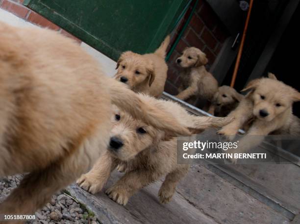 Day-old Golden Retriever puppies are seen at the Chilean police canine training school in Santiago, on October 09, 2018. Two hundred dogs of...