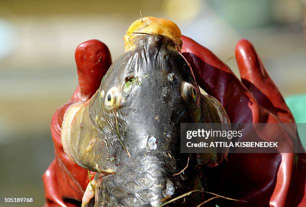 Marcal Fish 67 Dobson River Stock Photos, High-Res Pictures, and Images - Getty Images
