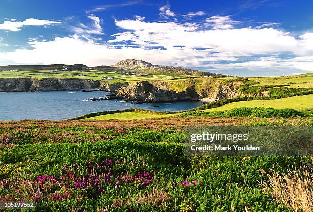 heather & gorse - anglesea bildbanksfoton och bilder