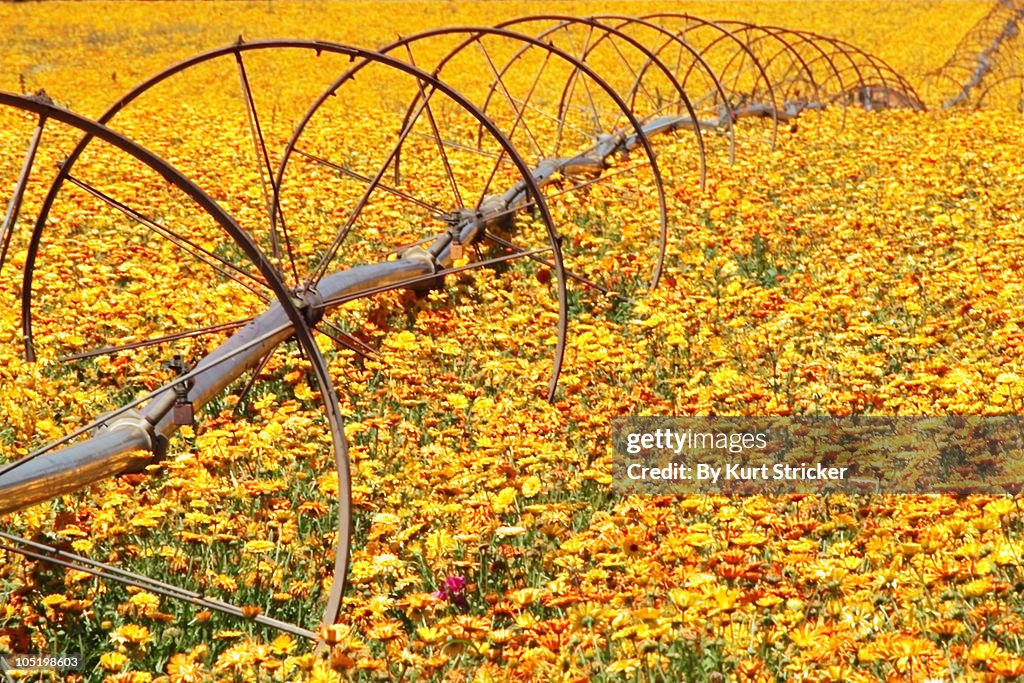 Field irrigation system in a yellow flowery field