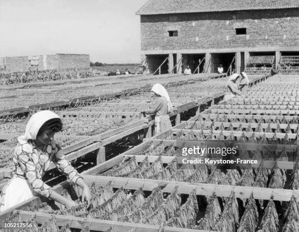 Women Drying Tobacco On A Collective Farm In The District Of Shkodra, Albania, In The '60'S.