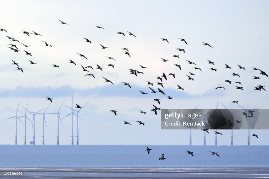Autumn Spectacle As Geese Return To The Solway