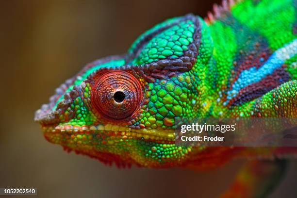 8 325点のカメレオンのストックフォト Getty Images 8 325点のカメレオンのストックフォト Getty Images