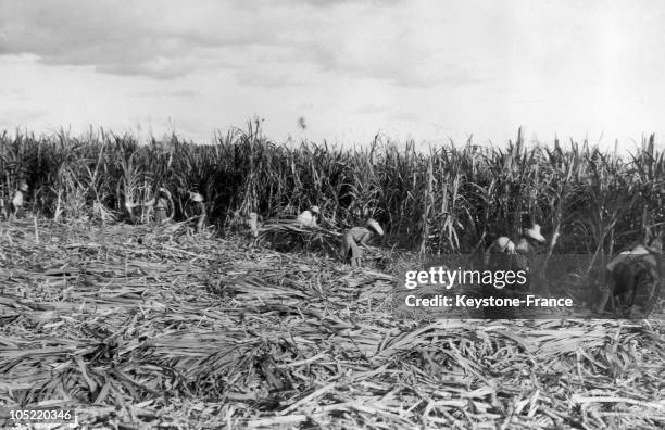Harvest Of Sugar Cane In Mexico In 1922