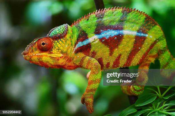 bunte pantherchamäleon - pantherchamäleon stock-fotos und bilder