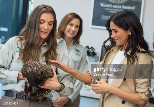 Meghan, Duchess of Sussex meets an echidna during a visit to Taronga Zoo on October 16, 2018 in Sydney, Australia. The Duke and Duchess of Sussex are...