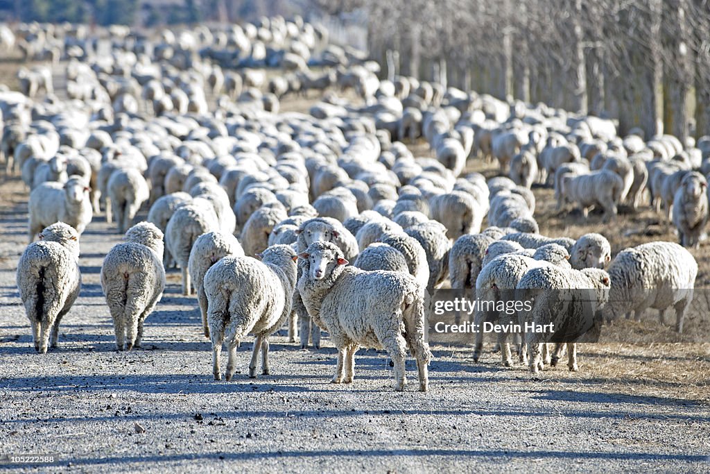 Flock of Sheep New Zealand