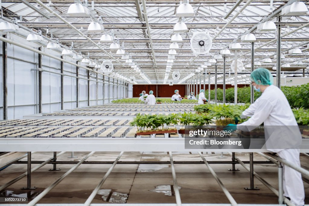 Inside The CannTrust Holdings Cannabis Production Facility Ahead Of Marijuana Legalization