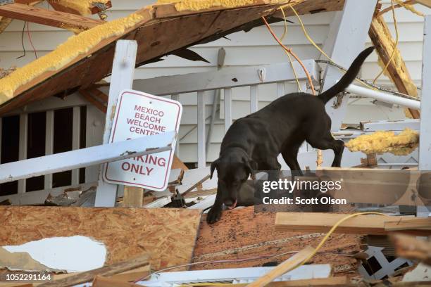 Dog with the Maryland Task Force urban search and rescue team searches for victims of Hurricane Michael on October 16, 2018 in Mexico Beach, Florida....