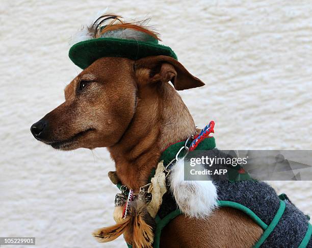 Pinscher "Rocky" wearing a traditional Bavarian-style costumes designed by his owner German dressmaker Hildegard Bergbauer sits outside her house in...