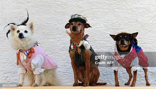 The pets spitz dog "Spitzerich", the pincher "Rocky" and chihuahua pinscher named "Zorroline", wearing traditional Bavarian style Dirndl costumes...