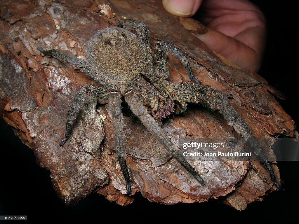 Brazilian wandering spider (Phoneutria) held on a piece of bark