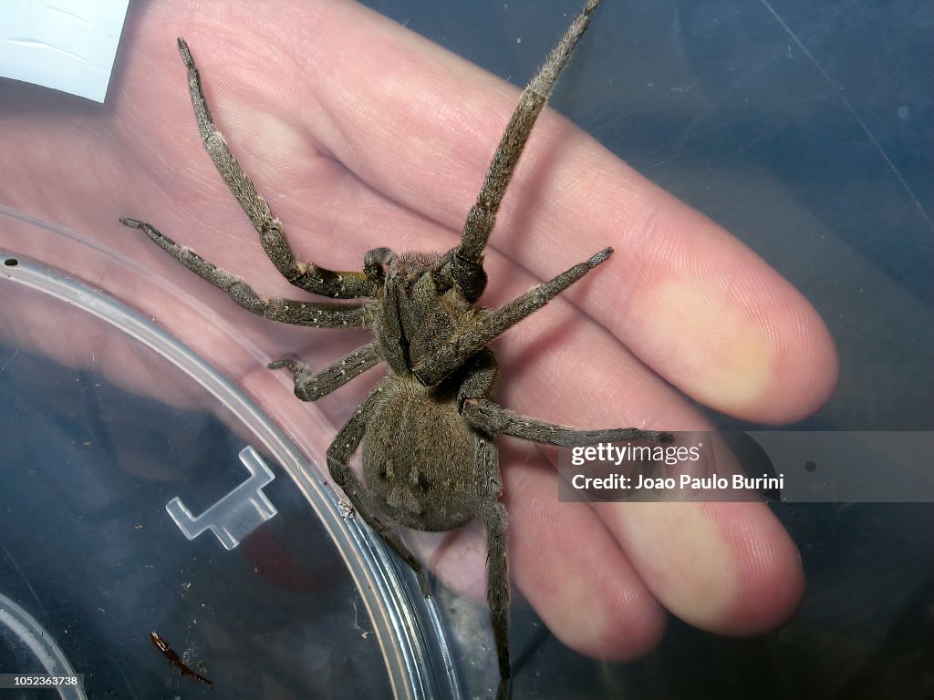 Venomous spider (banana spider) captured inside a plastic container
