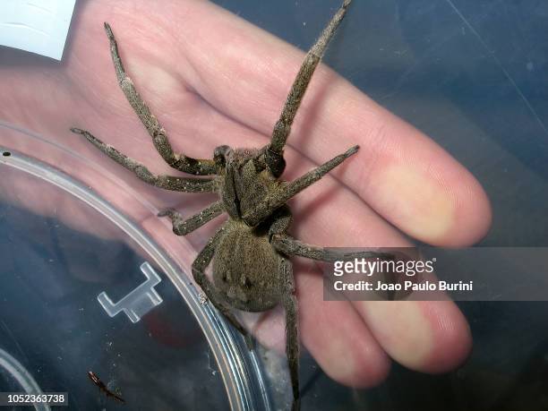 venomous spider (banana spider) captured inside a plastic container - brazilian wandering spider stock pictures, royalty-free photos & images