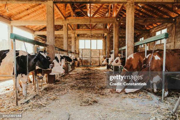 simmental y holstein vacas en una fila en el granero - farm produce market fotografías e imágenes de stock