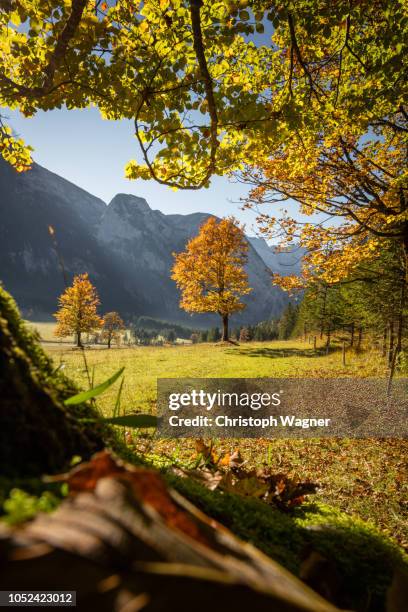 bayerische alpen - großer ahornboden - mittenwald stock pictures, royalty-free photos & images