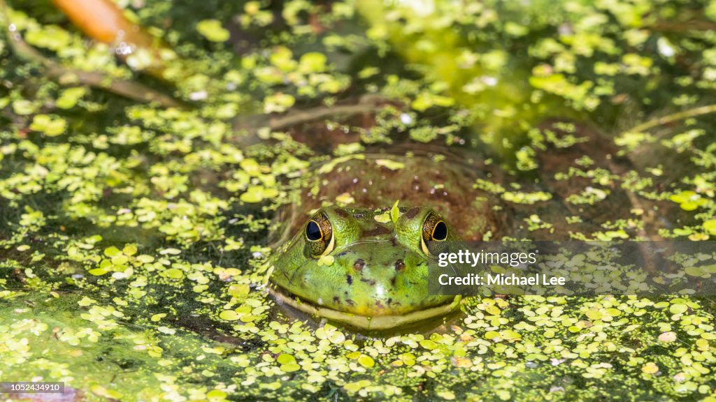 American Bullfrog