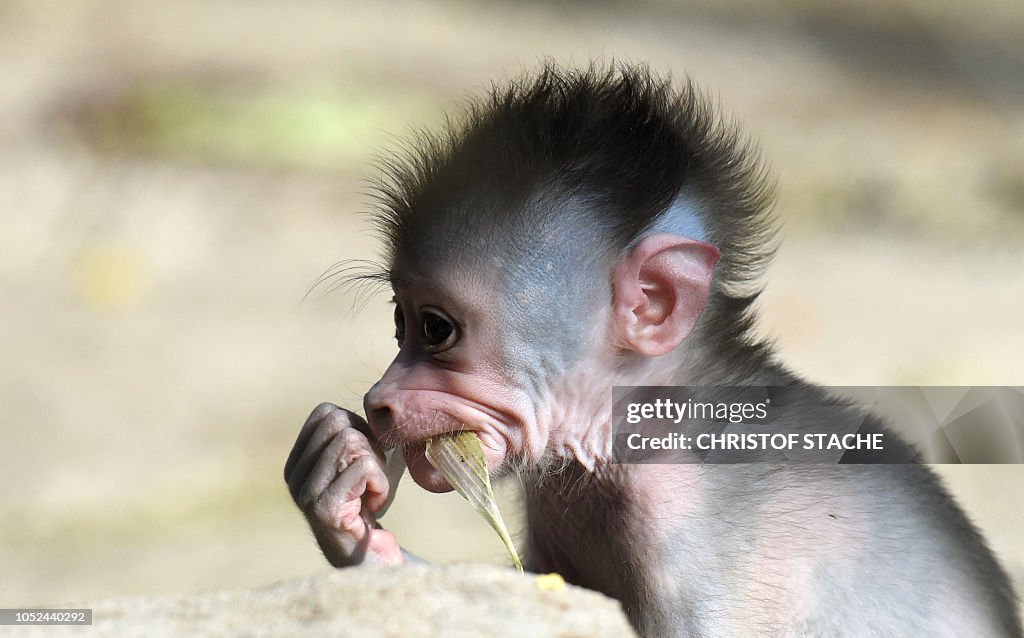 GERMANY-ANIMLAS-DRILL-MONKEY