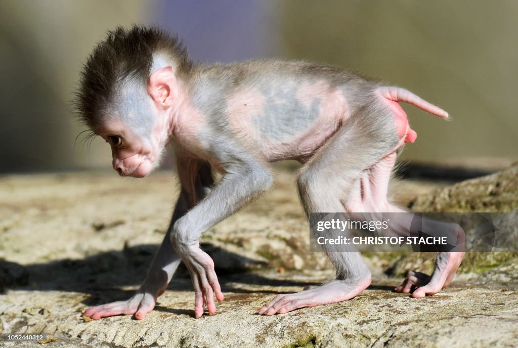 GERMANY-ANIMLAS-DRILL-MONKEY
