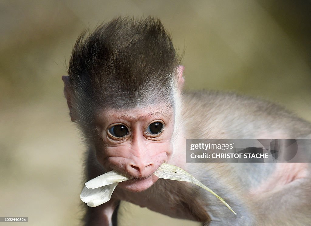 TOPSHOT-GERMANY-ANIMLAS-DRILL-MONKEY