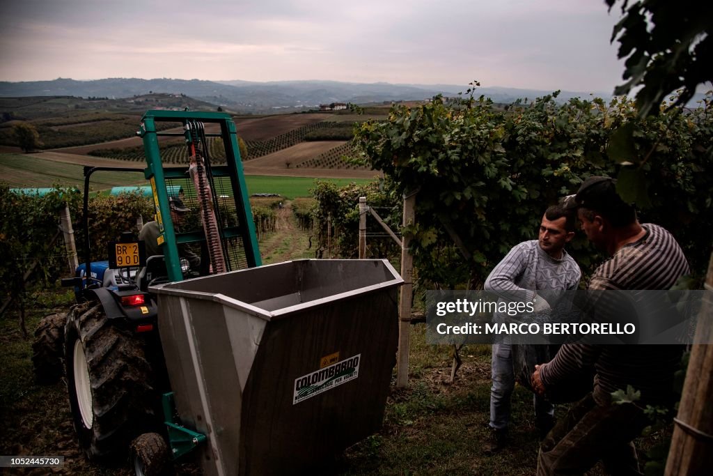 ITALY-AGRICULTURE-VITICULTURE-HARVEST-WINE