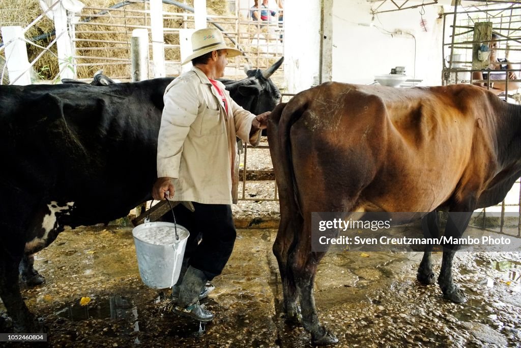 Cow farm run by private cooperative