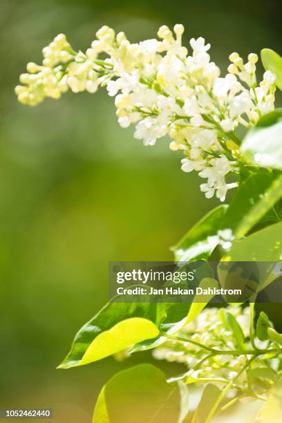 close up of white lilac in garden - white lilac stock pictures, royalty-free photos & images