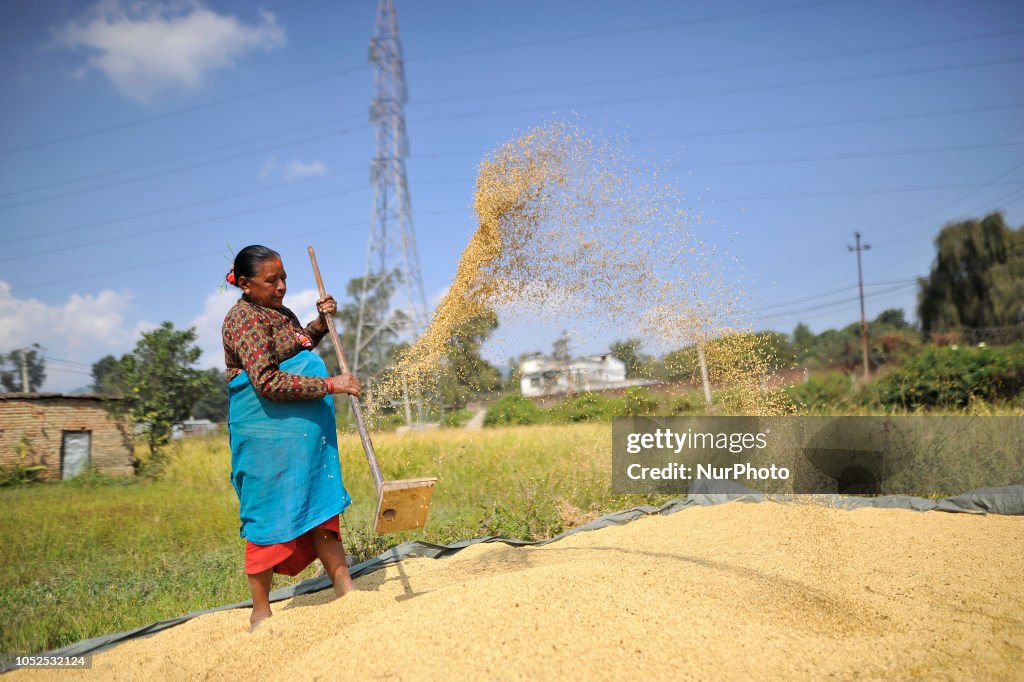 Rice Crops Harvesting in Nepal