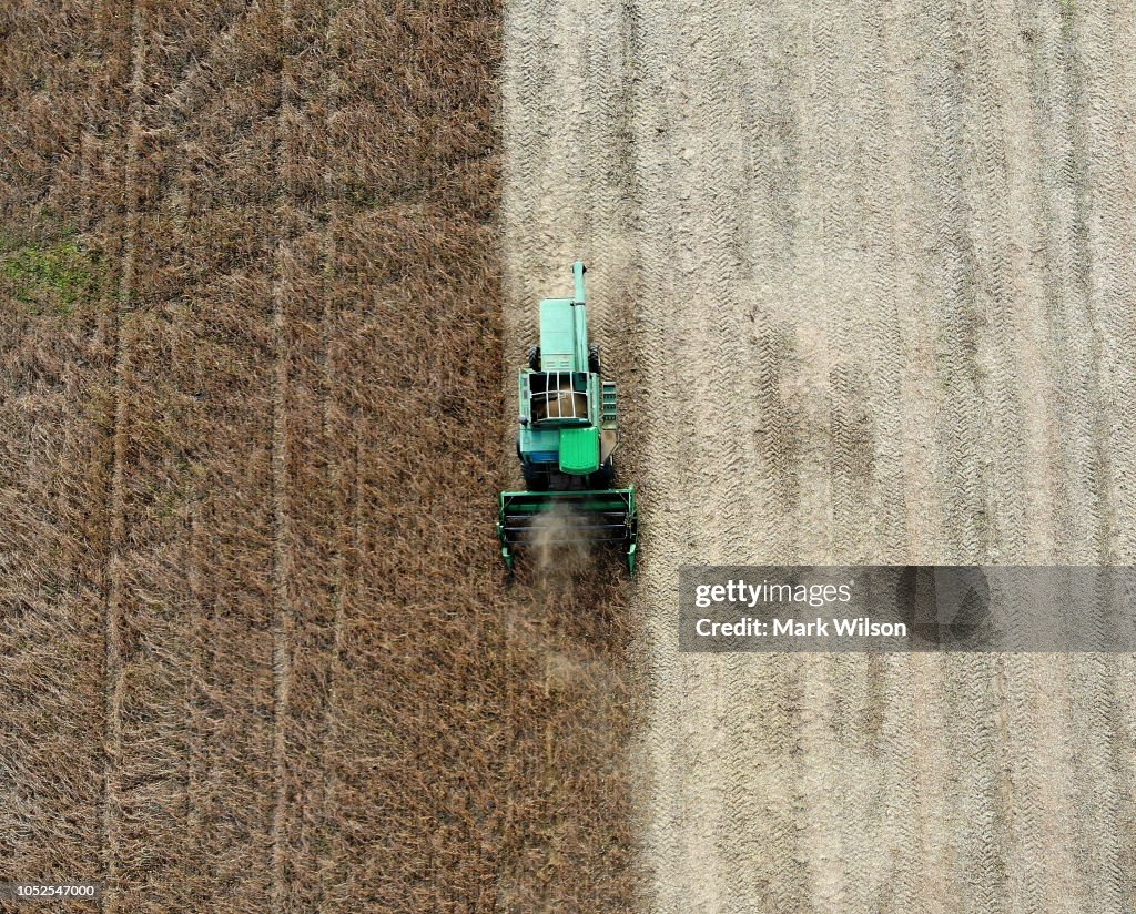 Soybean Harvested In Maryland