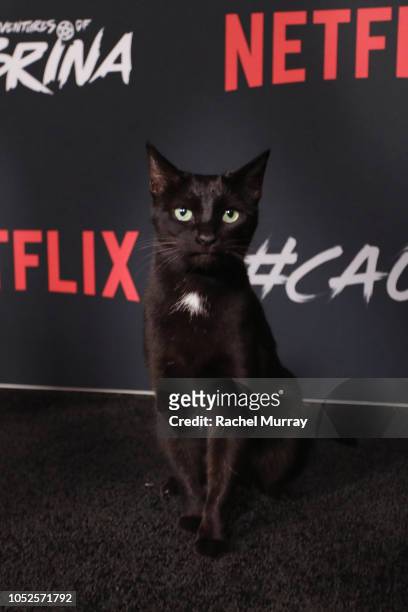 Salem the Cat attends Netflix Original Series "Chilling Adventures of Sabrina" red carpet and premiere event on October 19, 2018 in Los Angeles,...
