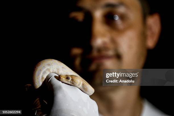 63 Baby Pythons Stock Photos, High-Res Pictures, and Images - Getty Images