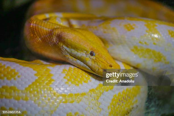 Mother Python Serpent Mother Photos and Premium High Res Pictures - Getty Images