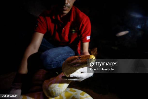 Mother Python Baby Pythons Photos and Premium High Res Pictures - Getty Images