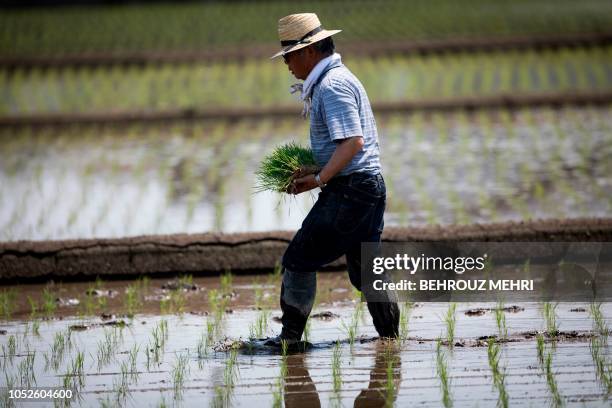 Japanese Rice Worker Japan Rice Field City Photos and Premium High Res Pictures - Getty Images