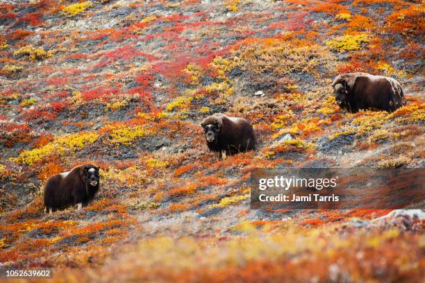 musk oxen in greenland grazing in a field of dwarf birch and willows in fall colors. - musk ox stock-fotos und bilder