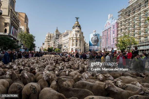 Thousands merino sheep crossing the streets of downtown Madrid for the annual transhumance festival.