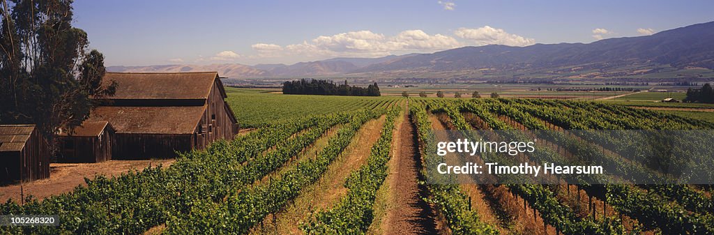 Vineyard with classic barns, mountains beyond