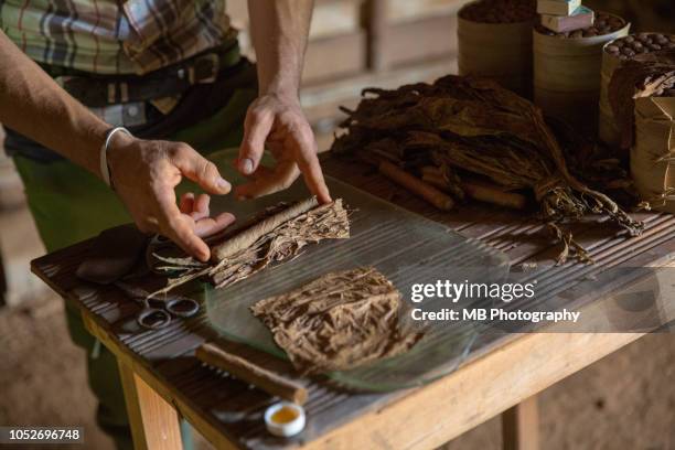 rolling tobacco leaves - vinales cuba stock pictures, royalty-free photos & images