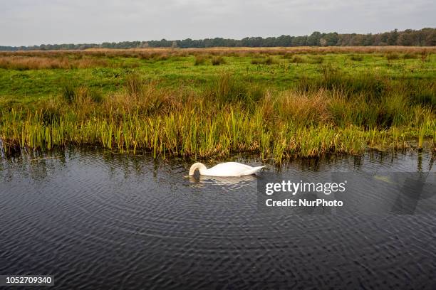 Picture taken on October 21st 2018 in The Netherlands Country. During the Autumn season, the landscape in The Netherlands is flooded with green,...