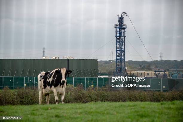 General view of the derrick used at the site with a cow in the foreground. Protesters from the United Kingdom descended on the small village of...