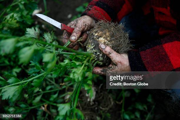 Rachel Stievater, program co-director, works with students to harvest celeriac at the University of Vermont's farmer-training program in South...