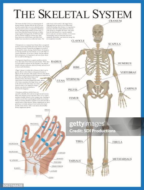 illustrations, cliparts, dessins animés et icônes de affiche squelettique - anatomy