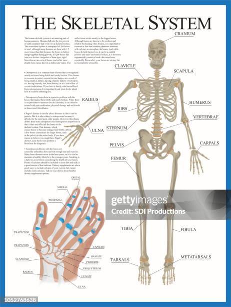 ilustrações de stock, clip art, desenhos animados e ícones de skeletal poster - biology