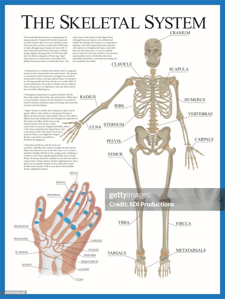 Skeletal Poster